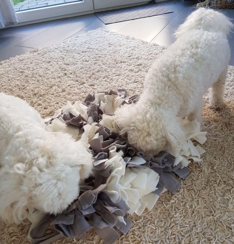 Hunde-Geburtstagsparty